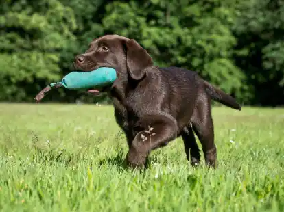 Fr&uuml;h &uuml;bt sich: Bei Labradoren bietet sich von klein auf das Apportier-Spiel an.