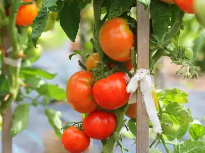 Tomoffel in Niedersachsen So gedeiht die Hybridpflanze aus Kartoffel