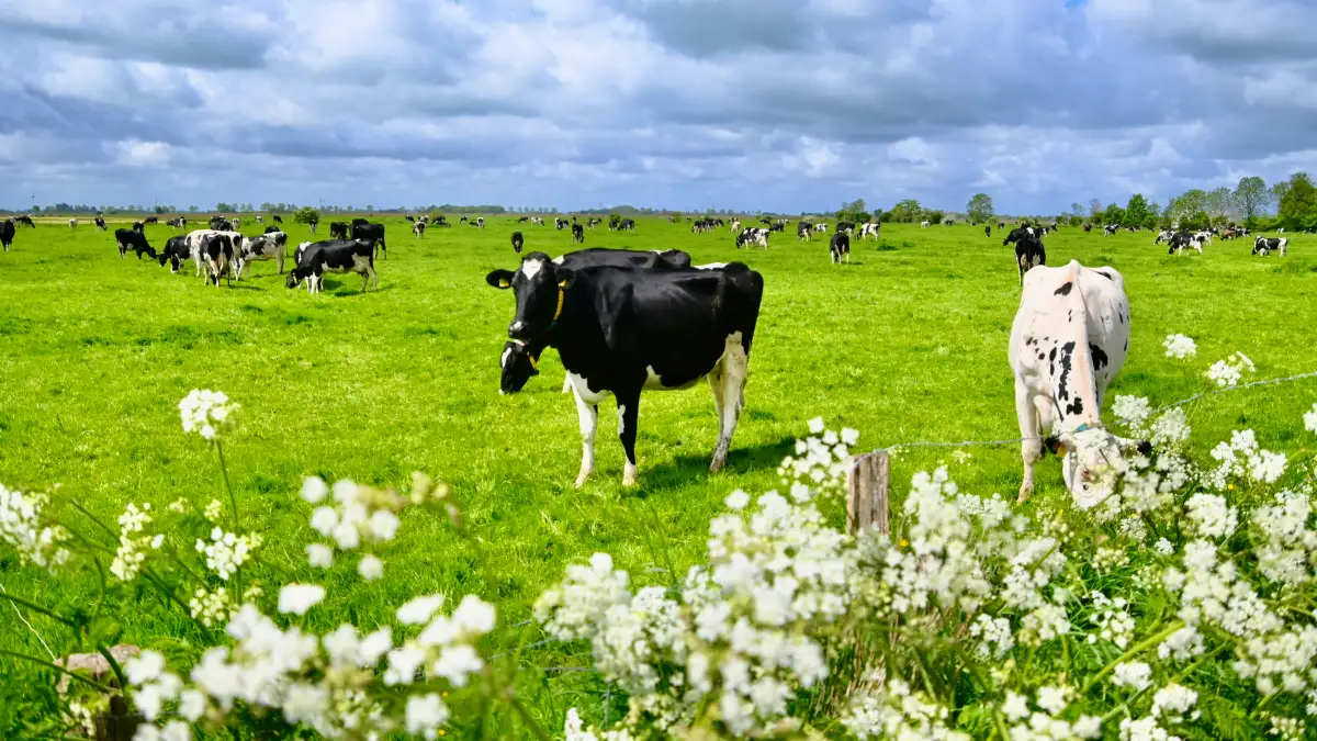 landwirtschaft-ostfriesland-zahl-der-k-he-und-der-bauernh-fe-sinkt