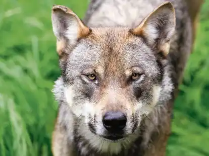 Ein Wolf steht in einem Wildgehege.