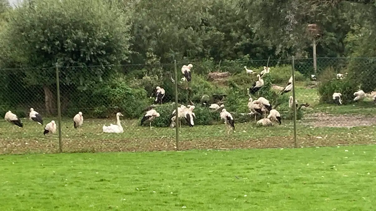 Wie Lange Fliegen Störche Nach Afrika www.nwzonline.de