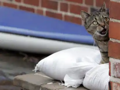 Keine Angst: Eine gute Vorbereitung hilft dabei, dass im Ernstfall die Evakuierung des Vierbeiners reibungslos gelingt.