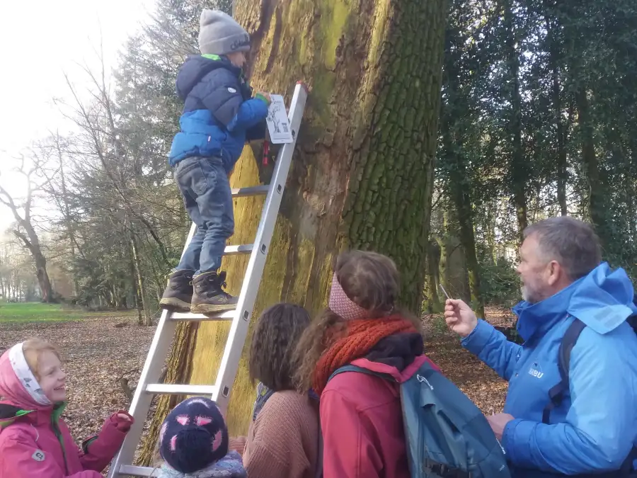 Vogel des Jahres 2025 Oldenburger Wildkids unterstützen Schwarzspecht