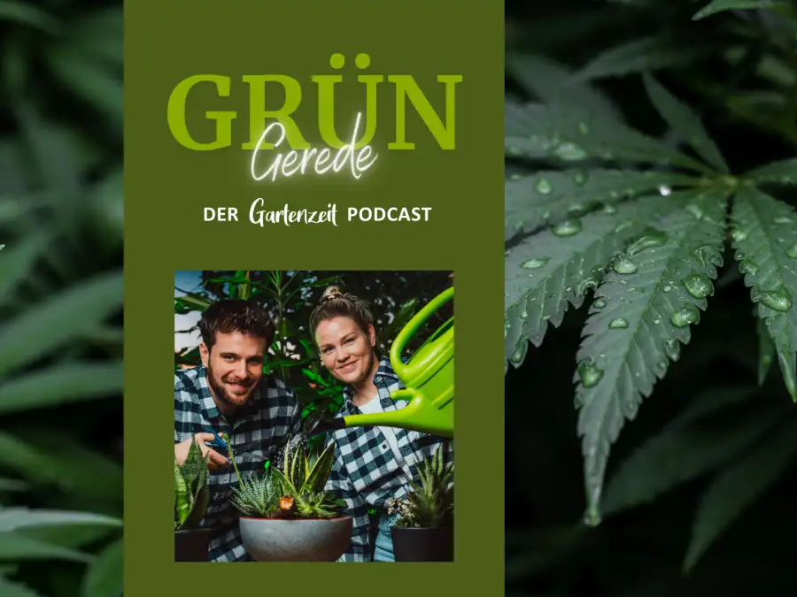 GartenzeitPodcast „GrünGerede“ Cannabis unter der Lupe