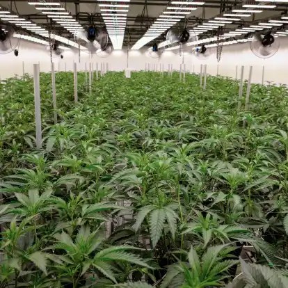 A plantation with cannabis plants: Mittlerweile has 38 Associations of the Landwirtschaftskammer Lower Saxony and Anbau der Hanfpflanzen for the private Konsum beantragt.