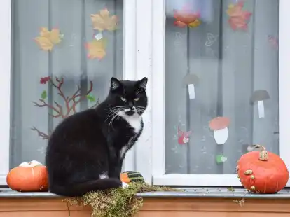 Bei der Halloween-Deko sind Haustierbesitzer lieber zur&uuml;ckhaltend - sonst droht echte Gefahr f&uuml;r ihre Vierbeiner.