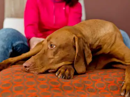 Allergien oder Unvertr&auml;glichkeiten bei Hunden zeigen sich oft durch Verdauungsprobleme, Juckreiz oder Verhaltens&auml;nderungen.