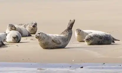 In den Sommermonaten k&ouml;nnen Touristen die Seehunde auf Borkum beobachten. Doch es gilt: Nur schauen, nicht anfassen. BILD: Andreas Behr