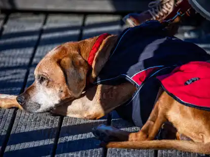 Lieber nur kurz verweilen: Hunde k&ouml;nnen im Winter schnell unterk&uuml;hlen, besonders beim unbeweglichen Warten im Freien.
