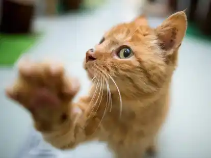 Bei&szlig;en, kratzen, putzen: Wer eine Verhaltensauff&auml;lligkeit bei seiner Katze bemerkt, sollte der Ursache auf den Grund gehen.