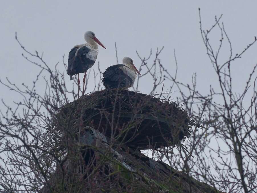 Störche in Oldenburg: Borni und Braut sind in Klein-Bornhorst gelandet