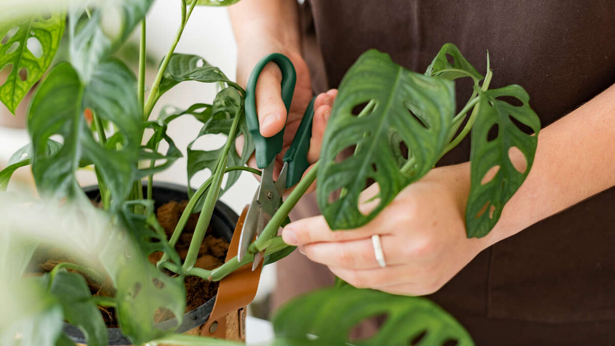 Zimmerpflanzen vermehren: Tipps fr Ableger und Stecklinge im eigenen  Zuhause