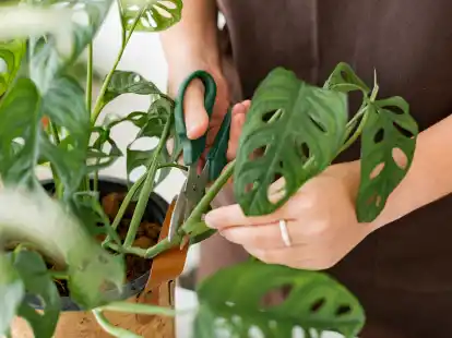 Zimmerpflanzen vermehren: Tipps fr Ableger und Stecklinge im eigenen  Zuhause