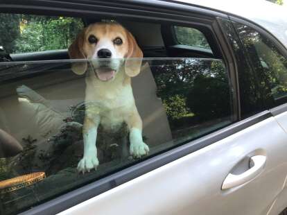 POLIZEI FRIESLAND/WILHELMSHAVEN WARNT: Hitzefalle Auto – wenn es für Kind und Hund lebensgefährlich wird