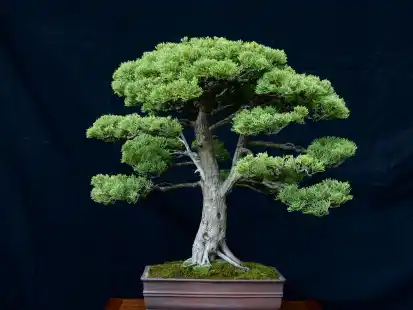 Norddeutsche Bonsaitage in Oldenburg: Ausstellung und Tipps zur Bonsai-Kunst