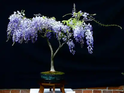 Norddeutsche Bonsaitage in Oldenburg: Ausstellung und Tipps zur Bonsai-Kunst