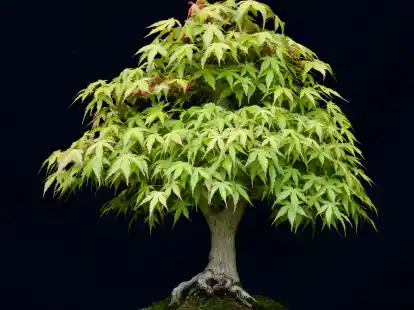 deshojo maple bonsai Deshojo' Japanese Maple - Cutting Grown