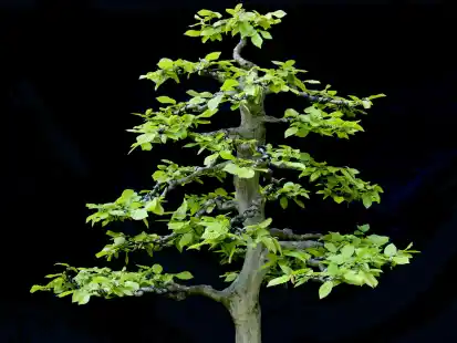 Norddeutsche Bonsaitage in Oldenburg: Ausstellung und Tipps zur Bonsai-Kunst