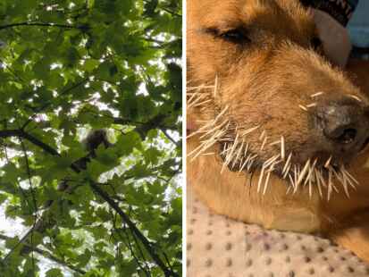Ein aus dem Jaderparkt entlaufener Baumstachler hat acht Tierschutzhunde verletzt. Wie der Zoologische Leiter des Tier- und Freizeitparks mitteilt, konnte das Tier aufgrund einer „Unachtsamkeit eines Mitarbeiter“ aus seinem Gehege fliehen.