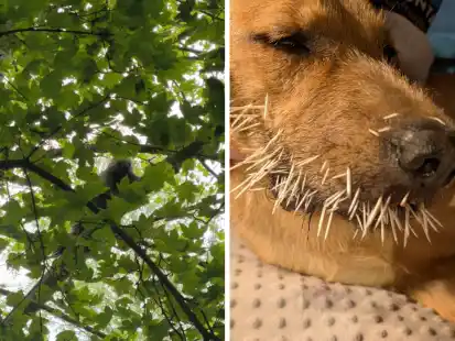 Ein aus dem Jaderparkt entlaufener Baumstachler hat acht Tierschutzhunde verletzt. Wie der Zoologische Leiter des Tier- und Freizeitparks mitteilt, konnte das Tier aufgrund einer „Unachtsamkeit eines Mitarbeiter“ aus seinem Gehege fliehen.