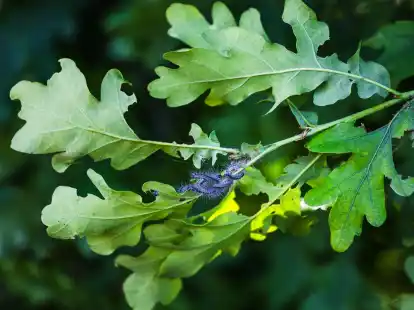 Gefahr beim Gassigehen: Die H&auml;rchen der Eichenprozessionsspinner-Raupen k&ouml;nnen bei Hunden schwere allergische Reaktionen ausl&ouml;sen.