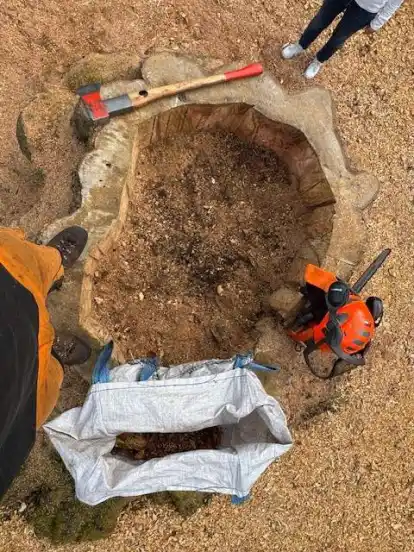 Blutbuche in Westerstede Neuer Garten im Baum entsteht