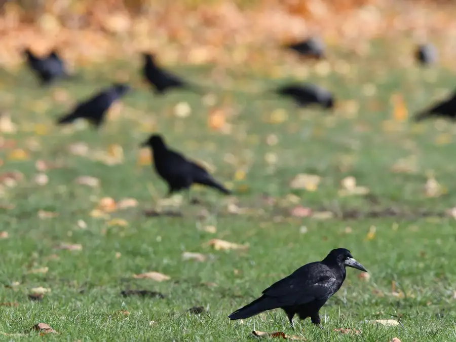 Vergrämung in Wittmund: Im Wittmunder Schlosspark regieren die Saatkrähen ...