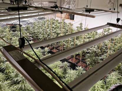 PROZESS IN OLDENBURG: „Gärtner“ der Cannabis-Plantage packt aus – Rest der mutmaßlichen Bande schweigt noch