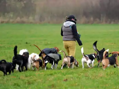 Besser als allein zu Haus: Dogwalker ermöglichen Hunden, im Rudel Gassi zu gehen und mit Artgenossen herumzutoben.