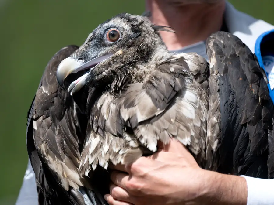 Bird on the Wrong Path: From Bavaria to the North Sea - | Bearded Vulture ...
