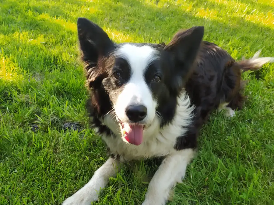 Border Collie Hängekorb-Halterung – Metall-Halter Für Blumenkörbe Oder Vogelhäuschen, Wetterfest