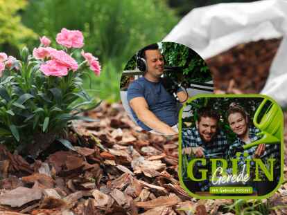 Den Garten im Sommer ausreichend zu pflegen ist gerade bei großen Flächen gar nicht so einfach. Podcast-Gast Dennis gibt bei GrünGerede Tipps rund um das Gießen und Mulchen.