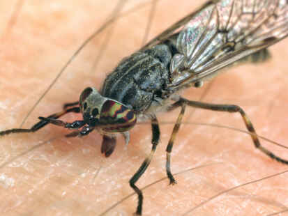 Das Brummen dieser Insekten verspricht nichts Gutes: Bremsenstiche gelten als besonders schmerzhaft.