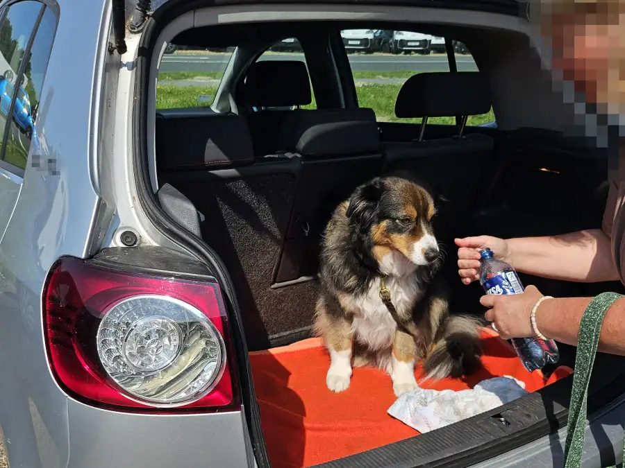Animal cruelty in Friesland: Dog left in car in hot weather - | PETA files ...
