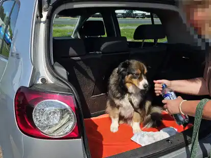 Eine Frau hatte bei gro&szlig;er Hitze einen Hund in einem Gewerbegebiet in Friesland zur&uuml;ckgelassen. Zeugen versorgten das Tier mit Wasser.