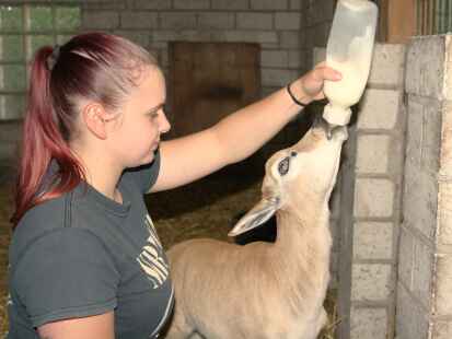 Fit für das Leben machen: Tierpflegerin Emely Basdorf päppelt Antilope „Friedhelm“ mit der Flasche auf.