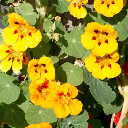 In gutem Gartenboden entwickelt die Kapuzinerkresse reichlich Blüten und Blätter; ideal zur vielseitigen Verwendung in der Küche.
