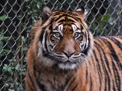 Sumatra-Tiger kommen nur auf der gleichnamigen Insel vor, aber es werden immer weniger. (Archivbild)