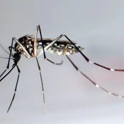Die Ägyptische Tigermücke, auch Gelbfiebermücke genannt, überträgt verschiedene Krankheiten, darunter das Chikungunya-Virus.