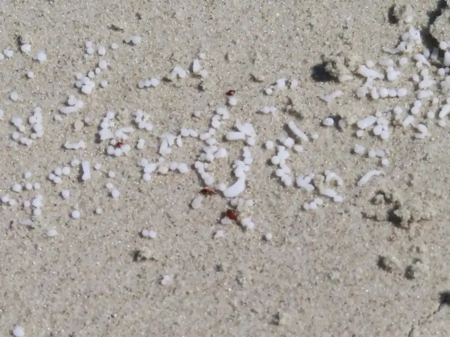 Police investigate: Possible paraffin find off Spiekeroog - | Seven ...