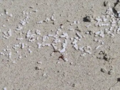 Diese kleinen weißen Klümpchen wurden an den Stränden angespühlt. Dabei handelt es sich vermutlich um Paraffin.