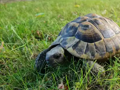 Wer kennt diese Schildkröte? Das Tier wurde am Donnerstag vor der Polizeiwache am Schrabberdeich in Brake entdeckt.