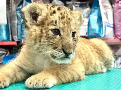 Das seltene Hybrid Liger - eine Kreuzung aus Löwe und Tiger - wurde Mitte Mai 2025 im Zoo von Zaharesti, nahe der Stadt Suceava, im Nordosten Rumäniens geboren.