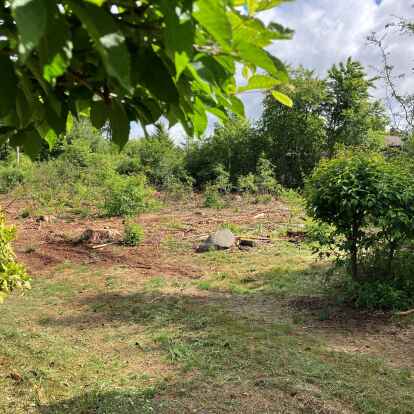Wurde auch hier illegal gefällt? Mehrere Bürger haben Baumstümpfe an der Straße Katenbäker Berg in Wildeshausen bemerkt. In diesem Fall verhält es sich allerdings anders.