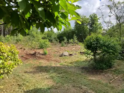 Wurde auch hier illegal gefällt? Mehrere Bürger haben Baumstümpfe an der Straße Katenbäker Berg in Wildeshausen bemerkt. In diesem Fall verhält es sich allerdings anders.