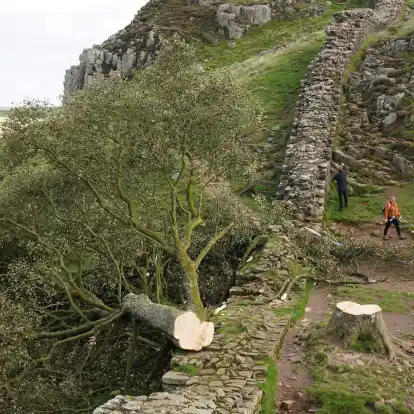 Der ikonische Baum war im September 2023 gefällt worden. (Archivbild)