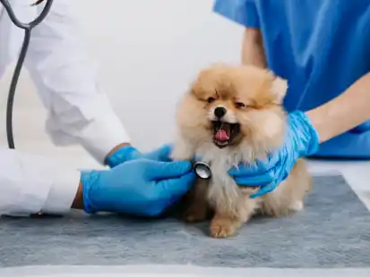 Gesundheit hat ihren Preis: Immer mehr Tierhalter kämpfen mit steigenden Behandlungskosten.