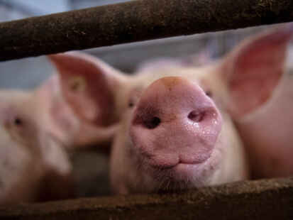 Klage eines Schlachthofs in Lohne gegen zwei Tierschützer: Das Landgericht Oldenburg hat in dem Zivilprozess ein Urteil gefällt. (Symbolbild)