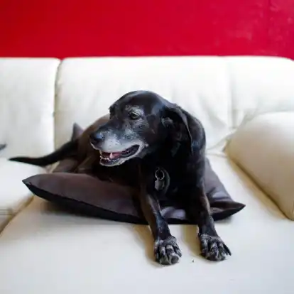 Hunde erleben das im Fernsehen Gezeigte aktiv mit. (Symbolfoto)