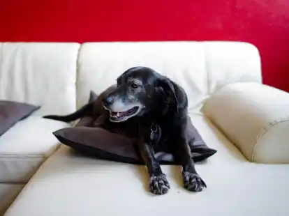 Hunde erleben das im Fernsehen Gezeigte aktiv mit. (Symbolfoto)